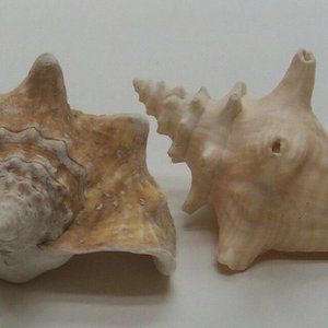 Large Conch Shells